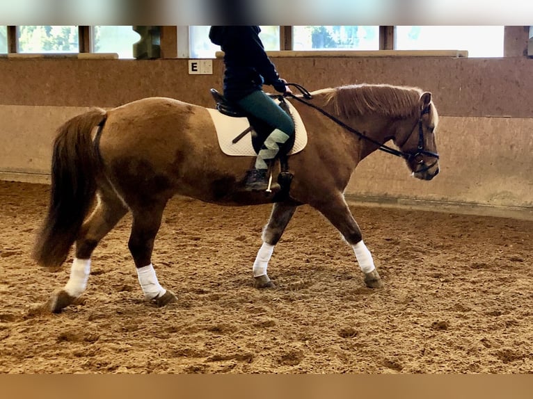 Konik polski Wałach 13 lat 150 cm Bułana in Nesselwängle