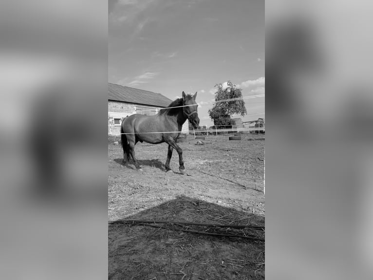 Konik polski Mix Wałach 21 lat 145 cm in Kłecko