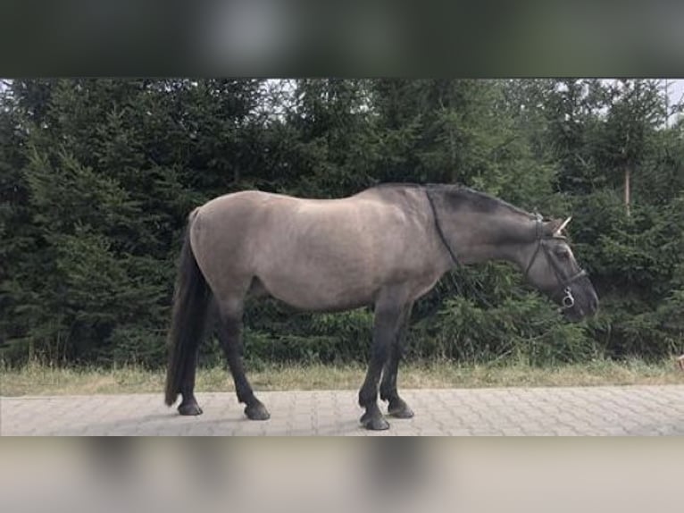 Konik polski Mix Wałach 21 lat 145 cm in Kłecko
