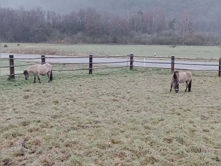 Konik polski Wałach 3 lat 140 cm Bułana in Wellheim