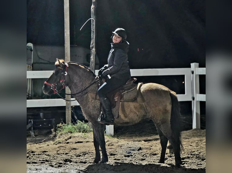 Konik polski Wałach 3 lat 141 cm Bułana in Forst