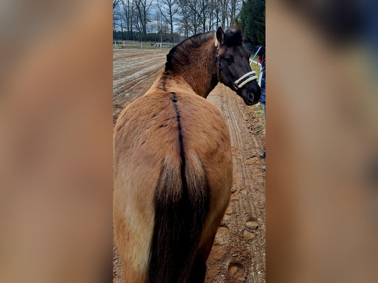 Konik polski Wałach 3 lat 145 cm Bułana in Forst