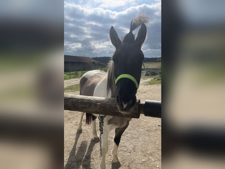 Konik polski Mix Wałach 3 lat 145 cm Srokata in Laufen