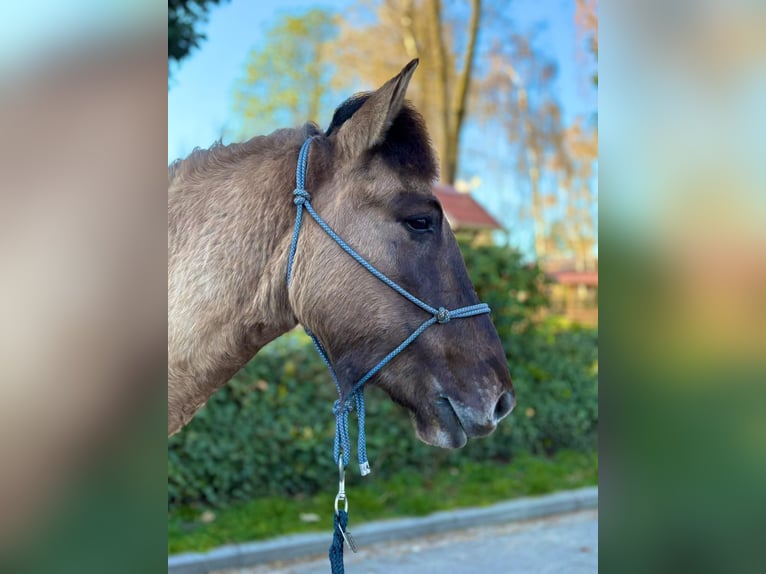 Konik polski Wałach 4 lat 139 cm Bułana in Eggermühlen