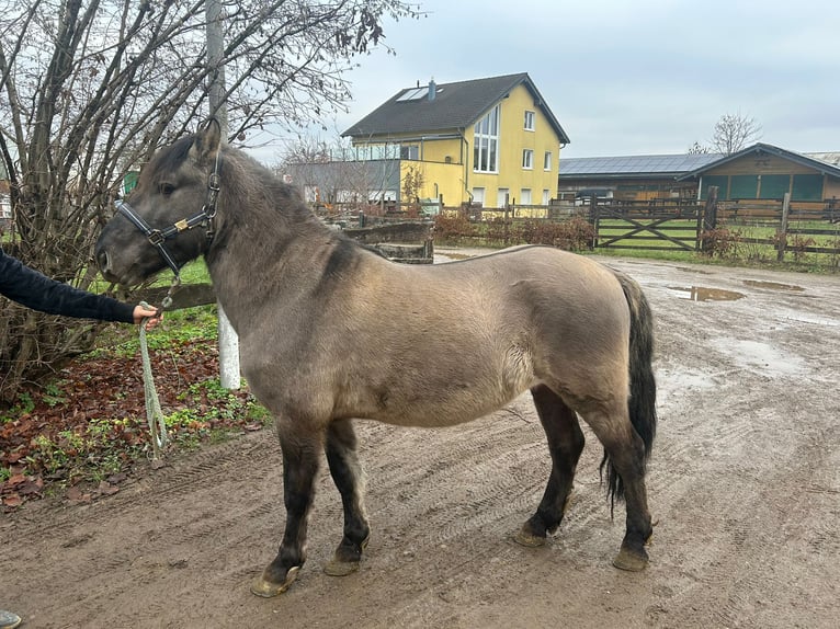 Konik polski Wałach 4 lat 139 cm Grullo in Niederzier