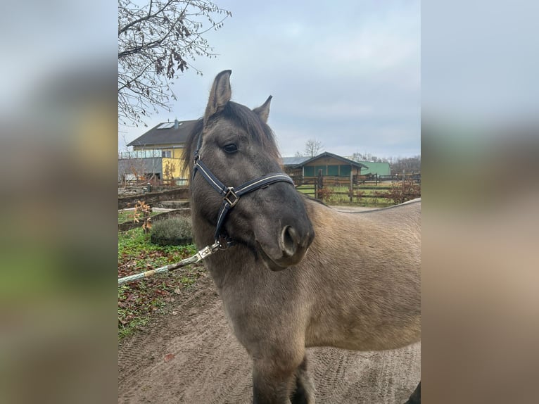 Konik polski Wałach 4 lat 139 cm Grullo in Niederzier