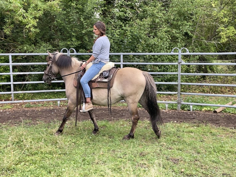 Konik polski Wałach 4 lat 140 cm Bułana in Fuchstal