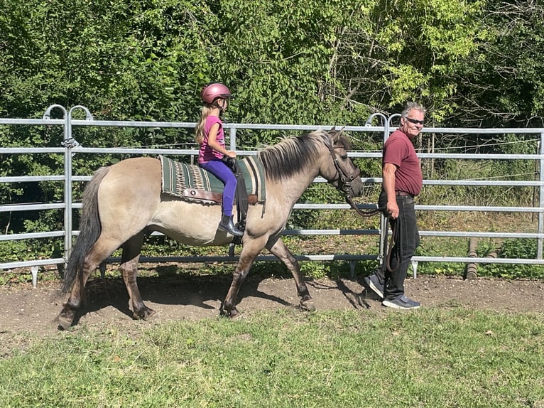 Konik polski Wałach 4 lat 140 cm Bułana in Fuchstal