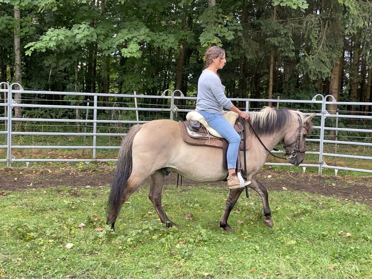 Konik polski Wałach 4 lat 140 cm Bułana in Fuchstal