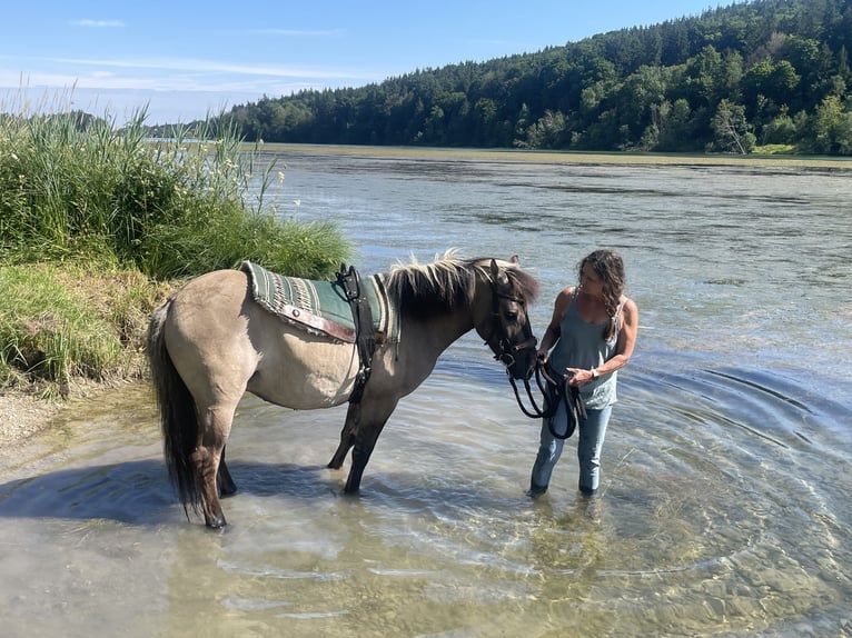 Konik polski Wałach 4 lat 140 cm Bułana in Fuchstal