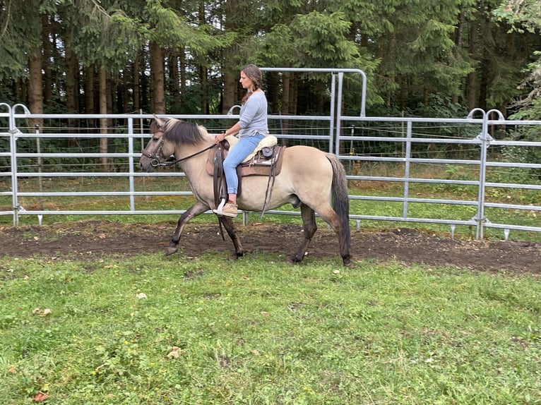 Konik polski Wałach 4 lat 140 cm Bułana in Fuchstal