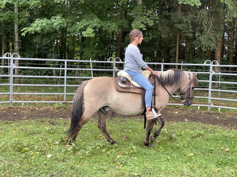 Konik polski Wałach 4 lat 140 cm Bułana in Fuchstal
