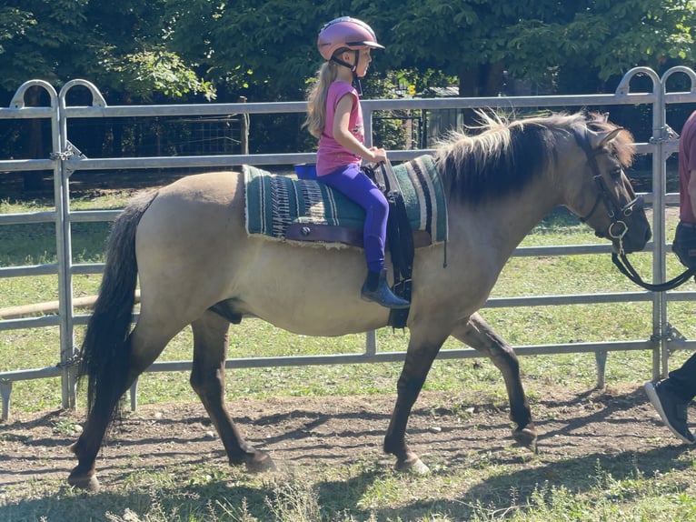 Konik polski Wałach 4 lat 140 cm Bułana in Fuchstal