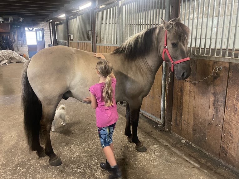 Konik polski Wałach 4 lat 140 cm Bułana in Fuchstal