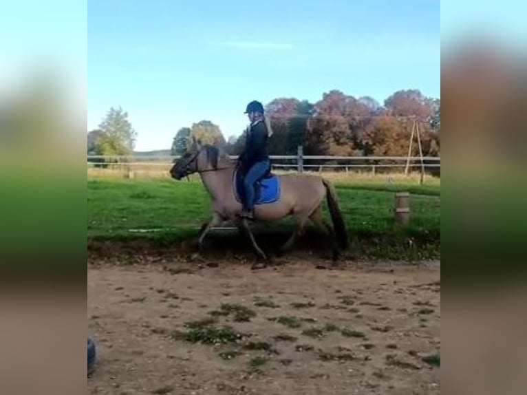 Konik polski Wałach 4 lat 142 cm Bułana in Forst