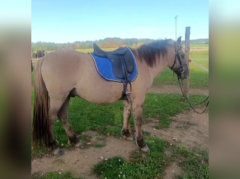 Konik polski Wałach 4 lat 142 cm Bułana in Forst