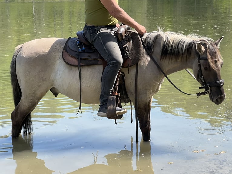 Konik polski Wałach 4 lat 142 cm Bułana in FuchstalFuchstal