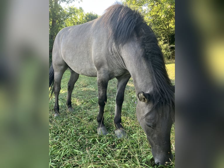 Konik polski Wałach 4 lat 142 cm Bułana in Kierling Klosterneuburg