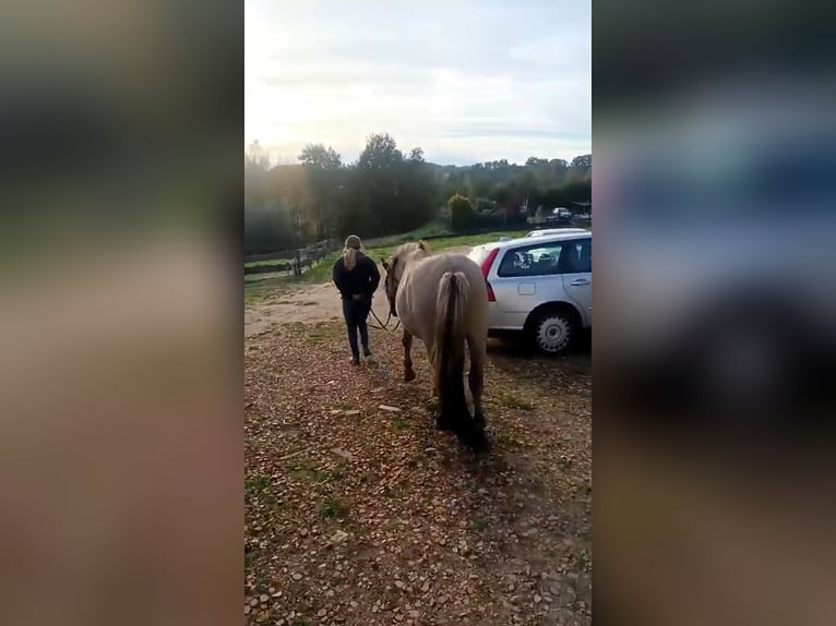 Konik polski Wałach 4 lat 142 cm Bułana in Forst