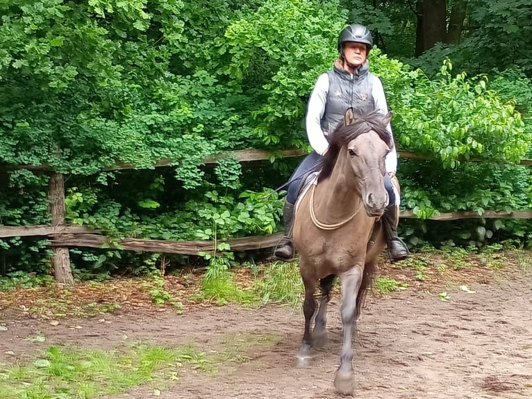 Konik polski Wałach 4 lat 142 cm in Leszno Dolne