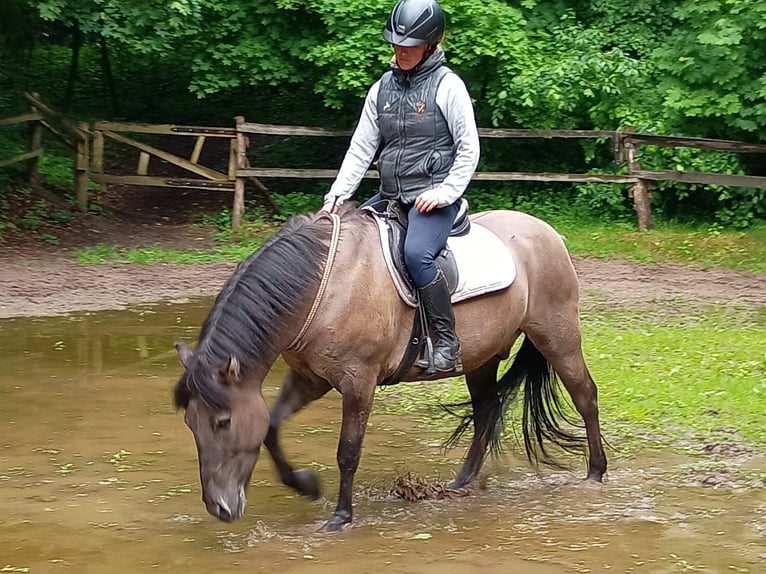 Konik polski Wałach 4 lat 142 cm in Leszno Dolne