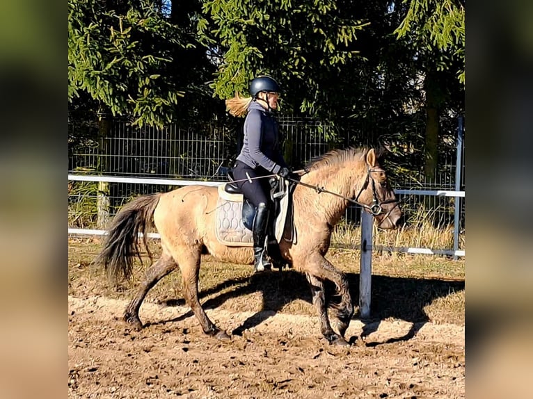 Konik polski Wałach 4 lat 144 cm Bułana in Forst