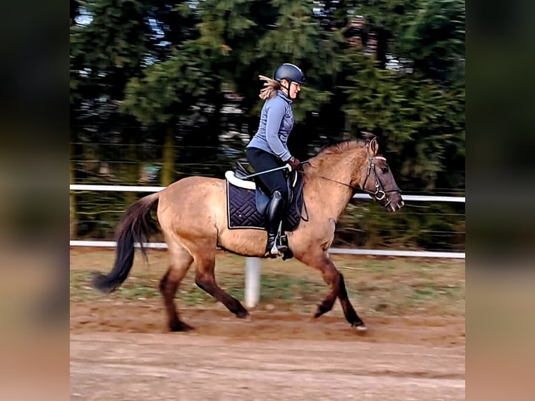 Konik polski Wałach 4 lat 145 cm Bułana in Forst