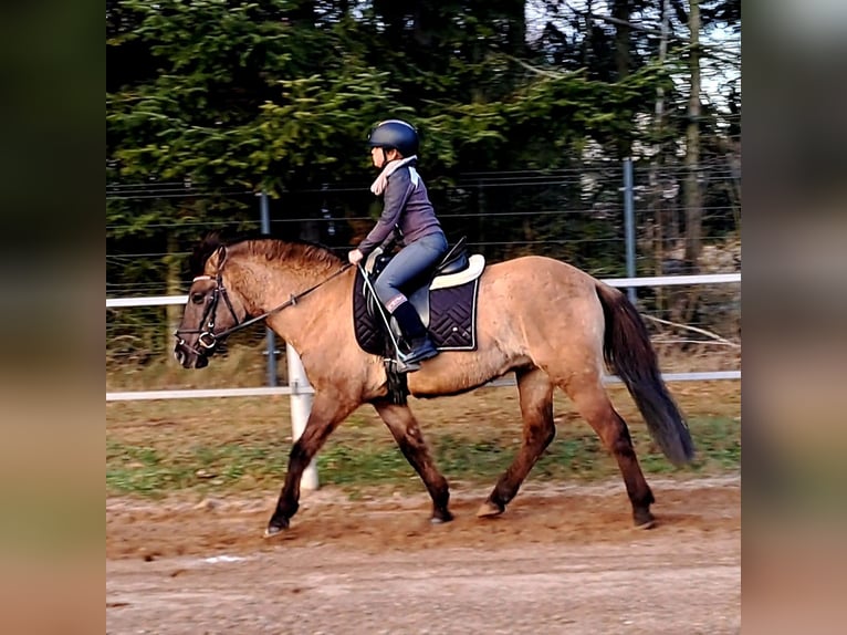 Konik polski Wałach 4 lat 145 cm Bułana in Forst