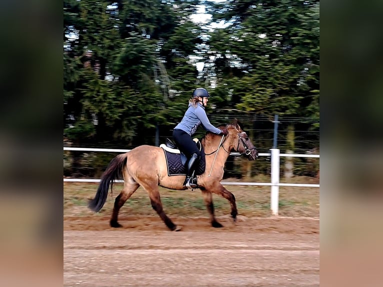 Konik polski Wałach 4 lat 145 cm Bułana in Forst