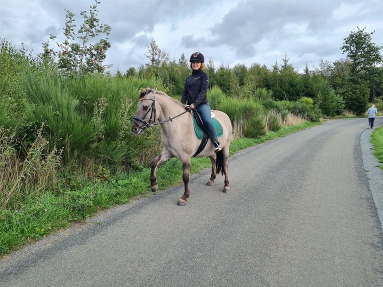 Konik polski Wałach 5 lat 136 cm Bułana in SchalksmühleSchalksmühle