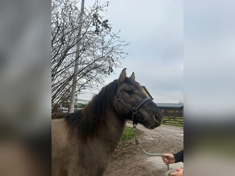 Konik polski Wałach 5 lat 139 cm Grullo in Niederzier