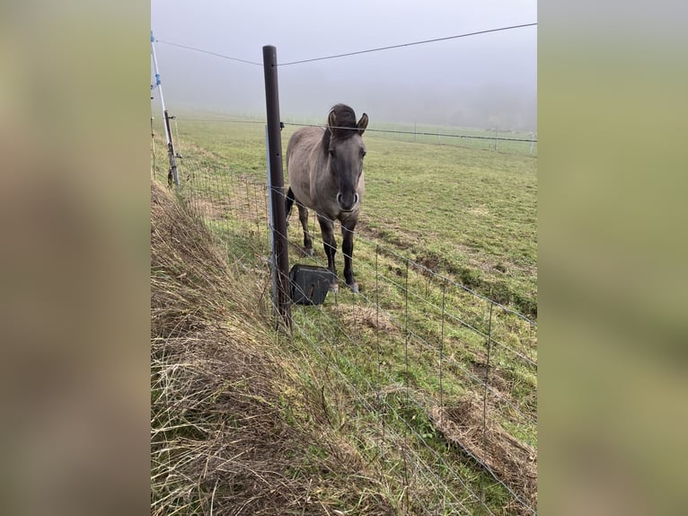 Konik polski Wałach 5 lat 140 cm Bułana in Kierling Klosterneuburg