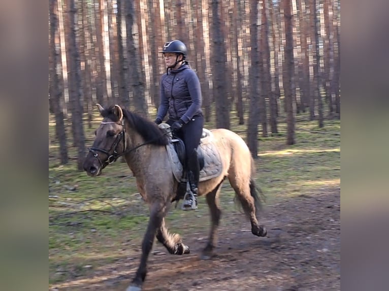 Konik polski Wałach 5 lat 141 cm Bułana in Forst
