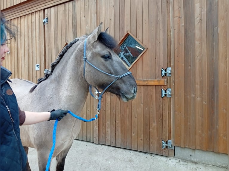 Konik polski Wałach 5 lat 148 cm Bułana in Eggermühlen