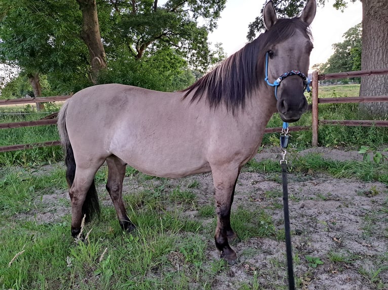 Konik polski Wałach 6 lat 137 cm in Schwanewede