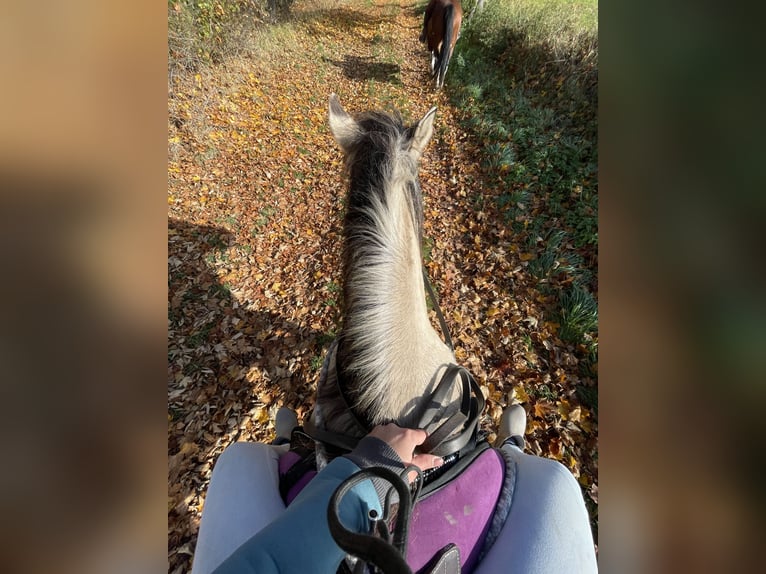 Konik polski Mix Wałach 6 lat 145 cm Grullo in Wildberg