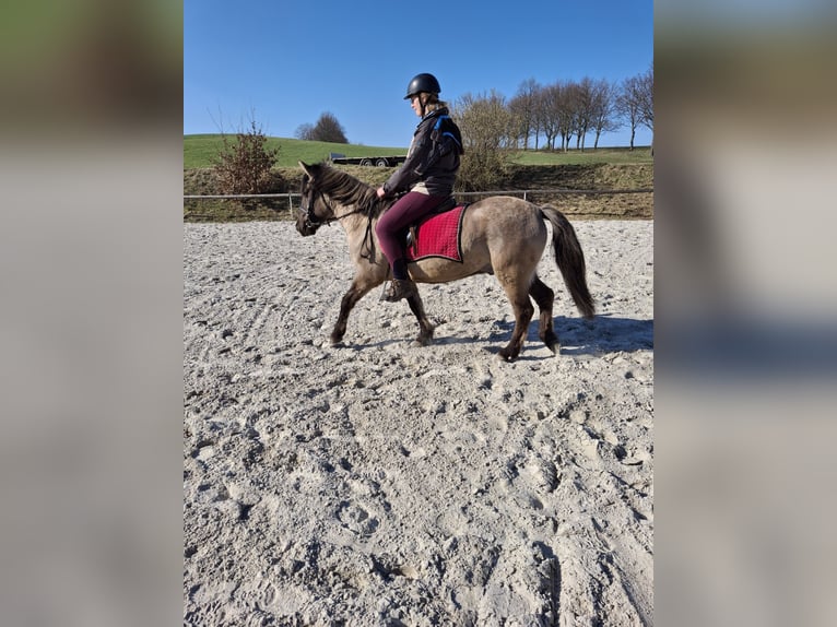 Konik polski Wałach 6 lat 145 cm Overo wszelkich maści in Kamenz