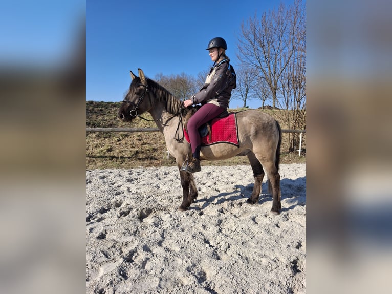 Konik polski Wałach 6 lat 145 cm Overo wszelkich maści in Kamenz