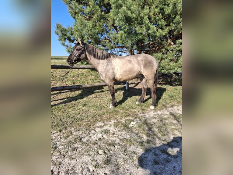 Konik polski Wałach 6 lat 145 cm Overo wszelkich maści in Kamenz