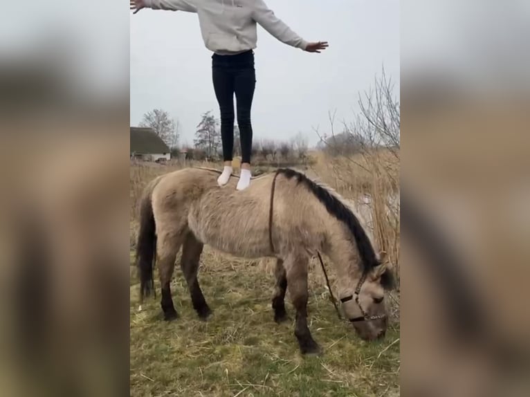 Konik polski Wałach 8 lat 140 cm Jelenia in Antwerpen