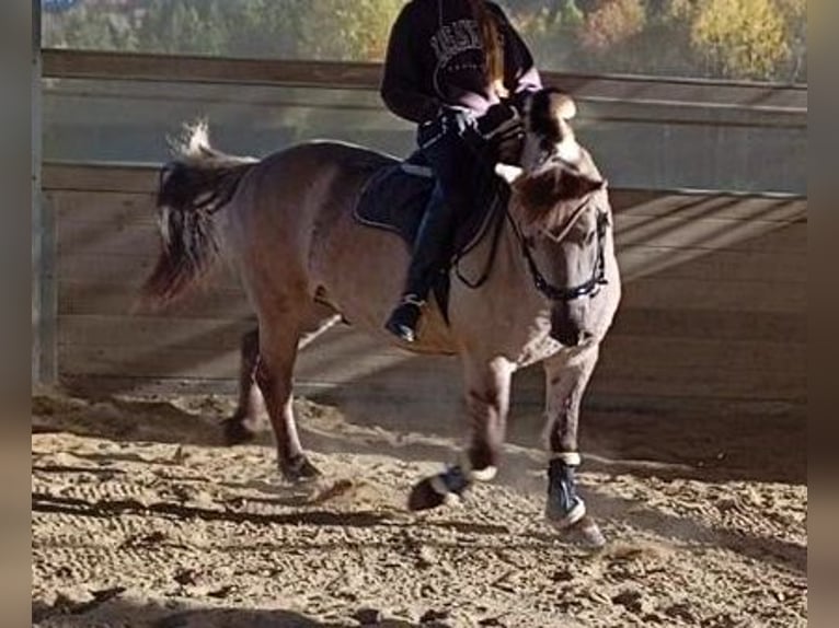 Konik polski Wałach 9 lat 140 cm Bułana in Kreßberg