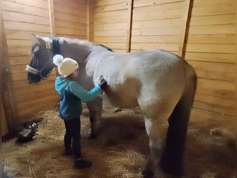 Konik polski Wałach 10 lat 152 cm Bułana in Forst