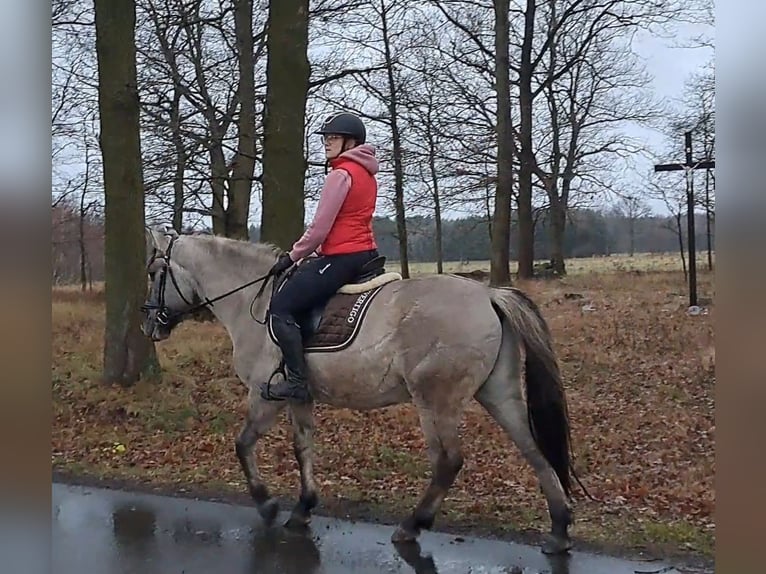 Konik polski Wałach 10 lat 152 cm Bułana in Forst