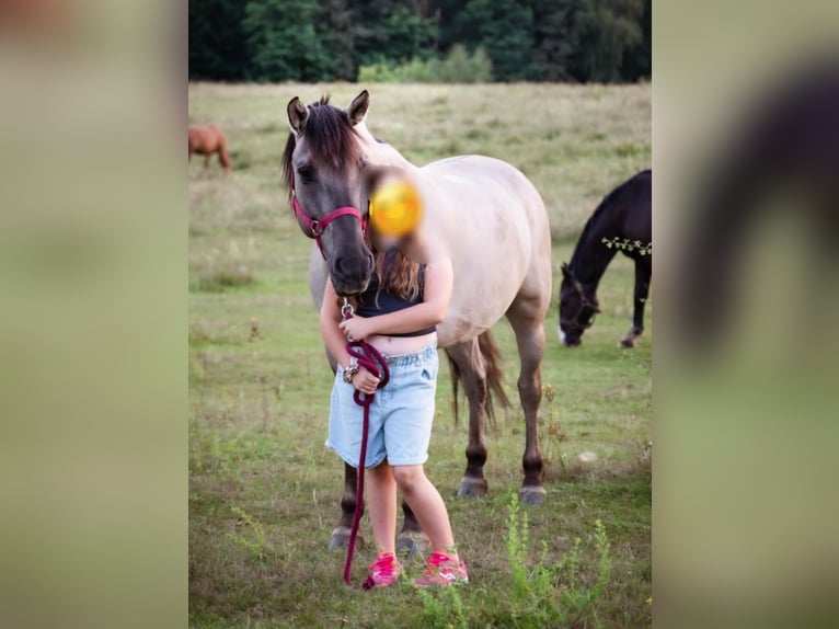 Konik polski Wałach 10 lat 152 cm Bułana in Forst