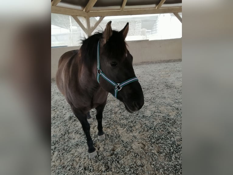 Konik polski Wałach 15 lat 140 cm Grullo in Herzogenaurach