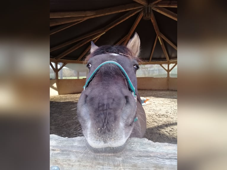 Konik polski Wałach 15 lat 140 cm Grullo in Herzogenaurach