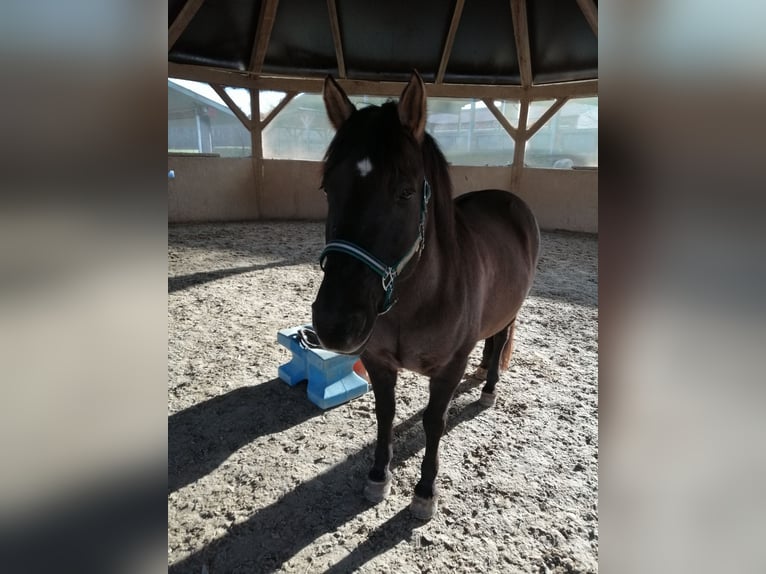 Konik polski Wałach 15 lat 140 cm Grullo in Herzogenaurach