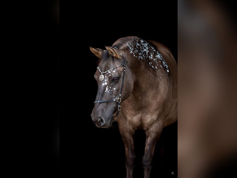 Konik polski Wałach 20 lat 133 cm in Weil am Rhein