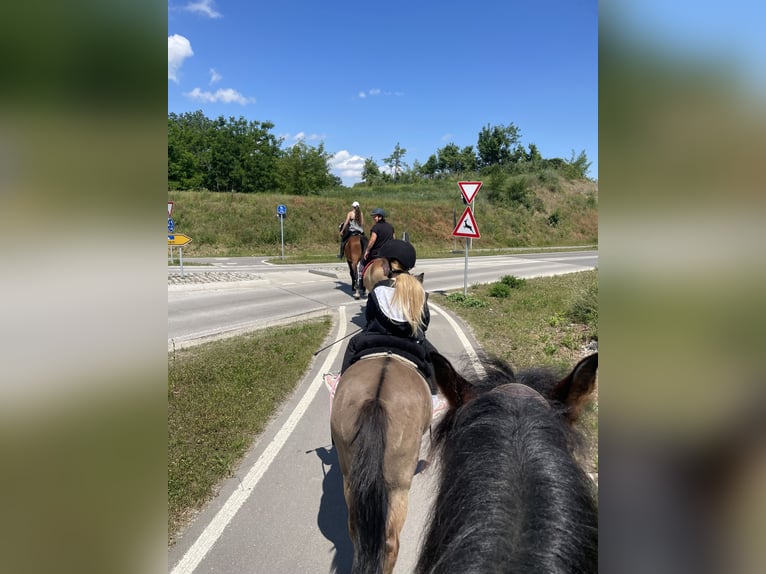 Konik polski Wałach 20 lat 133 cm in Weil am Rhein