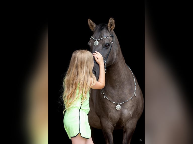 Konik polski Wałach 20 lat 133 cm in Weil am Rhein